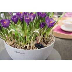 Lechuza Pflanzgefäß Cubeto Stone 30 Steingrau Ø 30 Cm -Gartenpflege Geschäft 754214 4186 5