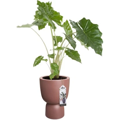 Elho Blumentopf Pure Coupe Ø 34,9 Cm Rosé-Braun 8 Elho Blumentopf Pure Coupe Ø 34,9 Cm Rosé-Braun – Bild 6