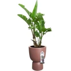 Elho Blumentopf Pure Coupe Ø 34,9 Cm Rosé-Braun 19 Elho Blumentopf Pure Coupe Ø 34,9 Cm Rosé-Braun -Gartenpflege Geschäft 8711904498726 4667 07