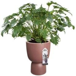 Elho Blumentopf Pure Coupe Ø 34,9 Cm Rosé-Braun 20 Elho Blumentopf Pure Coupe Ø 34,9 Cm Rosé-Braun -Gartenpflege Geschäft 8711904498726 4667 08