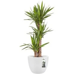 Elho Blumentopf Pure Soft Mit Rollen Ø 39 Cm Weiß 9 Elho Blumentopf Pure Soft Mit Rollen Ø 39 Cm Weiß -Gartenpflege Geschäft 966898 4667 04